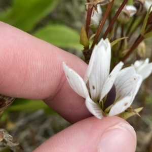 Gentianella muelleriana subsp. jingerensis at Cotter River, ACT - suppressed