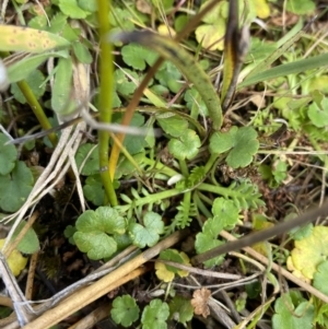 Hydrocotyle algida at Cotter River, ACT - 14 Apr 2023