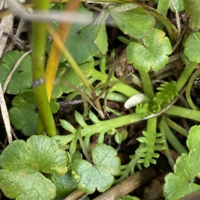 Cotula alpina (Alpine Cotula) at Cotter River, ACT - 14 Apr 2023 by Tapirlord