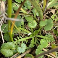 Cotula alpina at Cotter River, ACT - 14 Apr 2023 01:26 PM