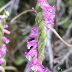 Spiranthes australis (Austral Ladies Tresses) at Cotter River, ACT - 14 Apr 2023 by Tapirlord