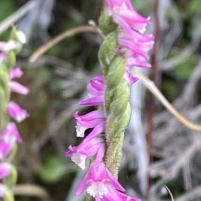 Spiranthes australis (Austral Ladies Tresses) at Cotter River, ACT - 14 Apr 2023 by Tapirlord