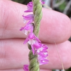 Spiranthes australis at Cotter River, ACT - suppressed