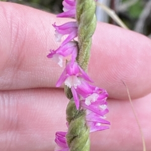 Spiranthes australis at Cotter River, ACT - suppressed