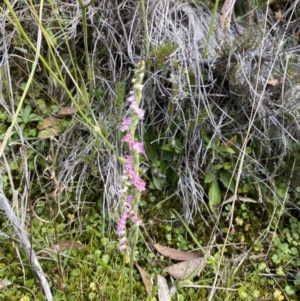 Spiranthes australis at Cotter River, ACT - suppressed