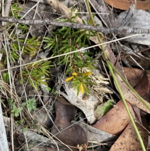 Persoonia chamaepeuce at Cotter River, ACT - 14 Apr 2023