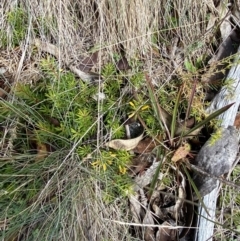 Persoonia chamaepeuce at Cotter River, ACT - 14 Apr 2023