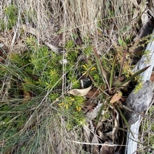 Persoonia chamaepeuce at Cotter River, ACT - 14 Apr 2023 01:06 PM