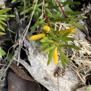 Persoonia chamaepeuce at Cotter River, ACT - 14 Apr 2023