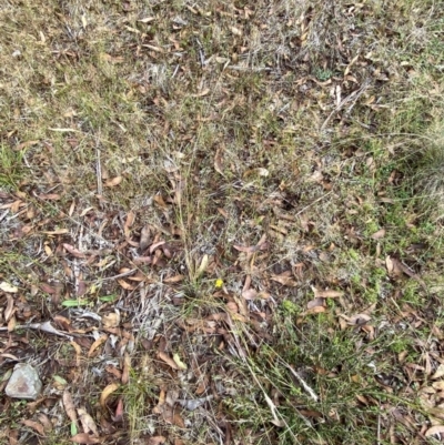 Rytidosperma penicillatum (Slender Wallaby Grass) at Cotter River, ACT - 14 Apr 2023 by Tapirlord