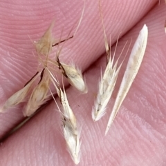 Rytidosperma penicillatum at Cotter River, ACT - 14 Apr 2023