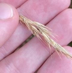 Rytidosperma penicillatum at Cotter River, ACT - 14 Apr 2023 01:03 PM