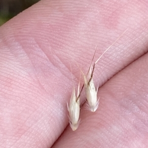 Rytidosperma penicillatum at Cotter River, ACT - 14 Apr 2023