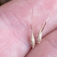 Rytidosperma penicillatum at Cotter River, ACT - 14 Apr 2023 01:03 PM