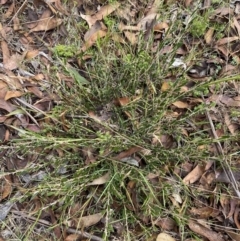 Hovea montana at Cotter River, ACT - 14 Apr 2023 01:02 PM