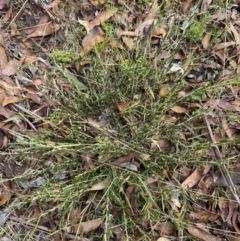 Hovea montana at Cotter River, ACT - 14 Apr 2023