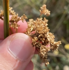 Juncus alexandri subsp. alexandri at Cotter River, ACT - 14 Apr 2023 by Tapirlord