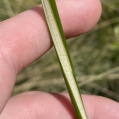 Juncus alexandri subsp. alexandri at Cotter River, ACT - 14 Apr 2023