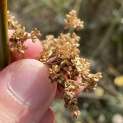 Juncus alexandri subsp. alexandri at Cotter River, ACT - 14 Apr 2023