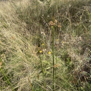 Juncus alexandri subsp. alexandri at Cotter River, ACT - 14 Apr 2023 12:41 PM