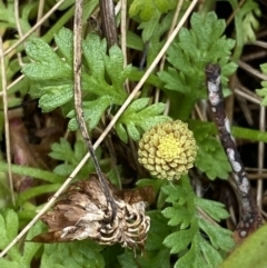 Leptinella filicula (Mountain Cotula) at Cotter River, ACT - 14 Apr 2023 by Tapirlord