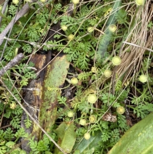 Leptinella filicula at Cotter River, ACT - 14 Apr 2023