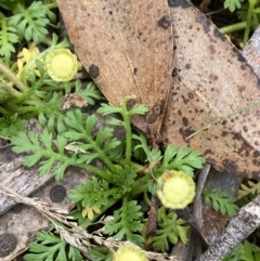 Leptinella filicula at Cotter River, ACT - 14 Apr 2023