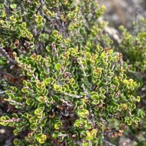 Bossiaea foliosa at Cotter River, ACT - 14 Apr 2023 12:12 PM