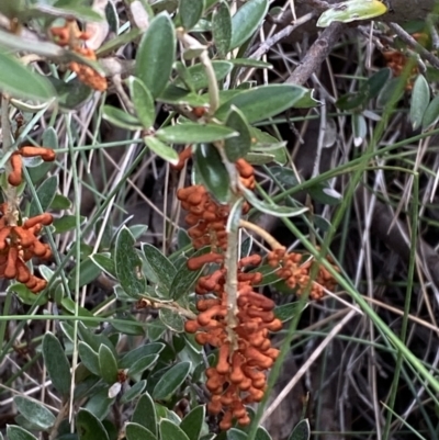 Grevillea diminuta at Cotter River, ACT - 14 Apr 2023 by Tapirlord