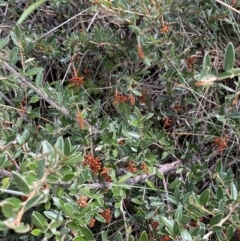 Grevillea diminuta at Cotter River, ACT - 14 Apr 2023