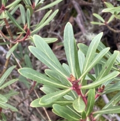 Tasmannia xerophila subsp. xerophila (Alpine Pepperbush) at Cotter River, ACT - 14 Apr 2023 by Tapirlord