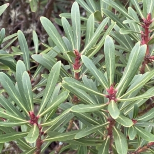 Tasmannia xerophila subsp. xerophila at Cotter River, ACT - 14 Apr 2023