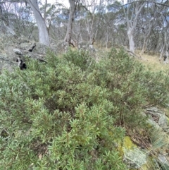 Tasmannia xerophila subsp. xerophila at Cotter River, ACT - 14 Apr 2023