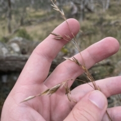 Festuca muelleri (Alpine Fescue) at Wombat, NSW - 14 Apr 2023 by Tapirlord