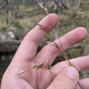 Festuca muelleri at Wombat, NSW - 14 Apr 2023 11:38 AM