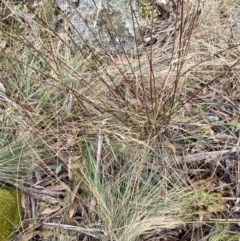 Festuca muelleri at Wombat, NSW - 14 Apr 2023 11:38 AM