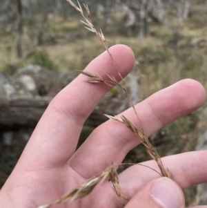 Festuca muelleri at Wombat, NSW - 14 Apr 2023 11:38 AM