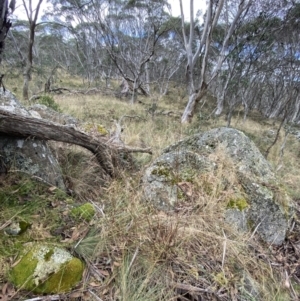 Festuca muelleri at Wombat, NSW - 14 Apr 2023
