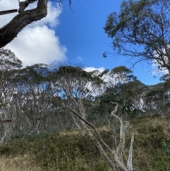 Eucalyptus pauciflora subsp. debeuzevillei at Cotter River, ACT - 14 Apr 2023