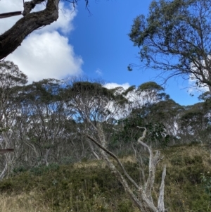 Eucalyptus pauciflora subsp. debeuzevillei at Cotter River, ACT - 14 Apr 2023