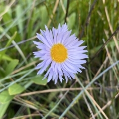 Brachyscome scapigera (Tufted Daisy) at Cotter River, ACT - 14 Apr 2023 by Tapirlord