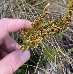 Sceptridium australe (Austral Moonwort) at Cotter River, ACT - 14 Apr 2023 by Tapirlord