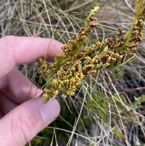 Botrychium australe at Cotter River, ACT - 14 Apr 2023