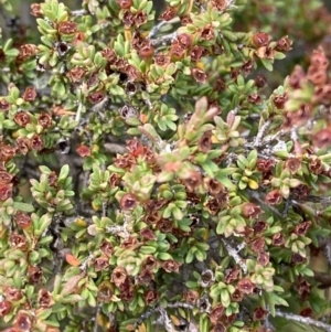 Baeckea gunniana at Cotter River, ACT - 14 Apr 2023