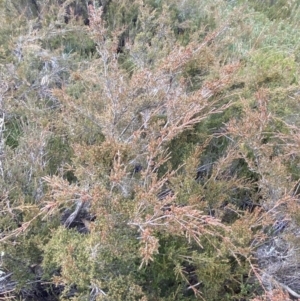 Baeckea gunniana at Cotter River, ACT - 14 Apr 2023