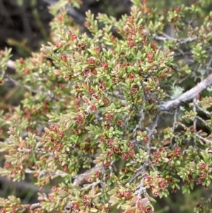 Baeckea gunniana at Cotter River, ACT - 14 Apr 2023