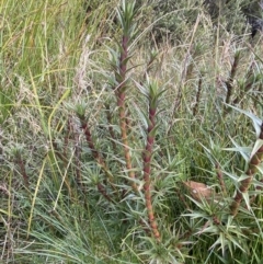 Dracophyllum continentis (Candle Heath) at Cotter River, ACT - 14 Apr 2023 by Tapirlord