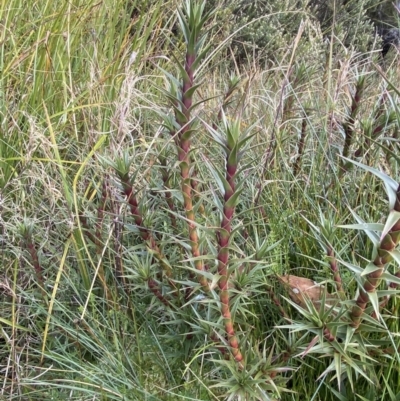 Richea continentis (Candle Heath) at Cotter River, ACT - 14 Apr 2023 by Tapirlord