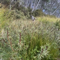 Dracophyllum continentis at Cotter River, ACT - 14 Apr 2023 11:07 AM