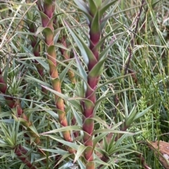 Richea continentis at Cotter River, ACT - 14 Apr 2023